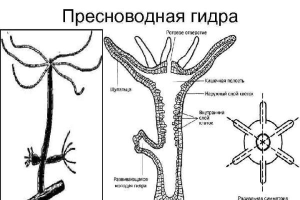 Как зарегистрироваться на блэкспруте по ссылке