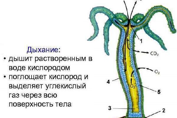 Bsgl blacksprut pl bs2web top