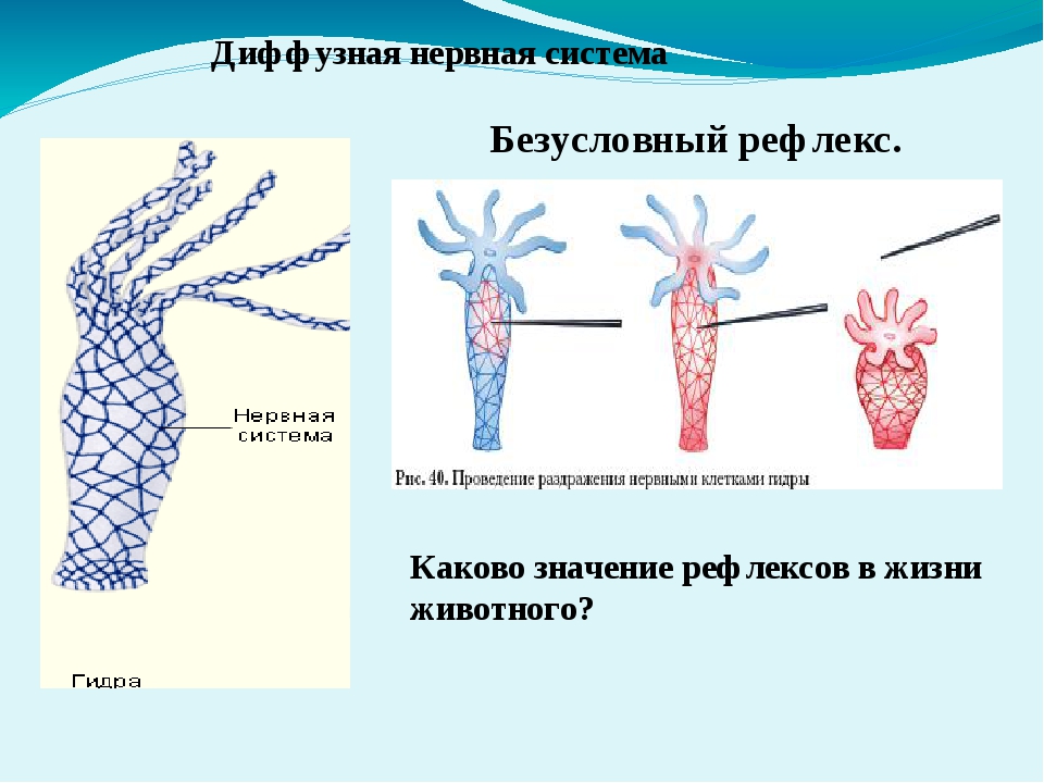 Ссылка на даркнет blacksprut wiki